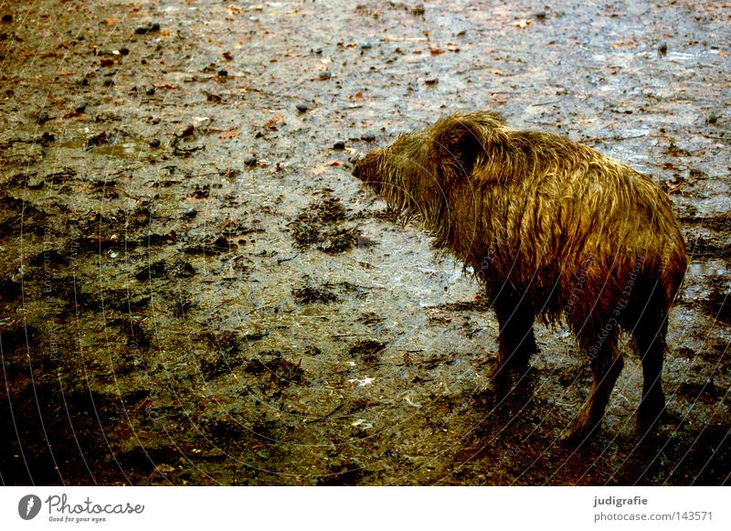 Kleines Schwein Wildschwein klein Tier Säugetier Schlamm dreckig Erde nass Regen Herbst Einsamkeit Farbe Läufer schwarzwild struppig Tierjunges
