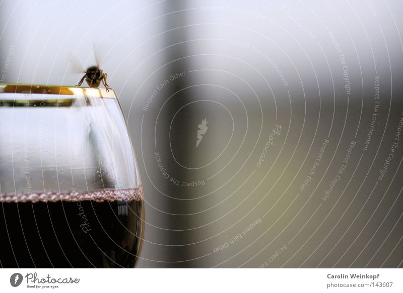 Bzzzzz. Spülmittel Wespen kommen ertrinken gelb schwarz Ferien & Urlaub & Reisen Insekt stechen Bierglas Frankreich Erholung Mörder Mördermischung bzzz Tod