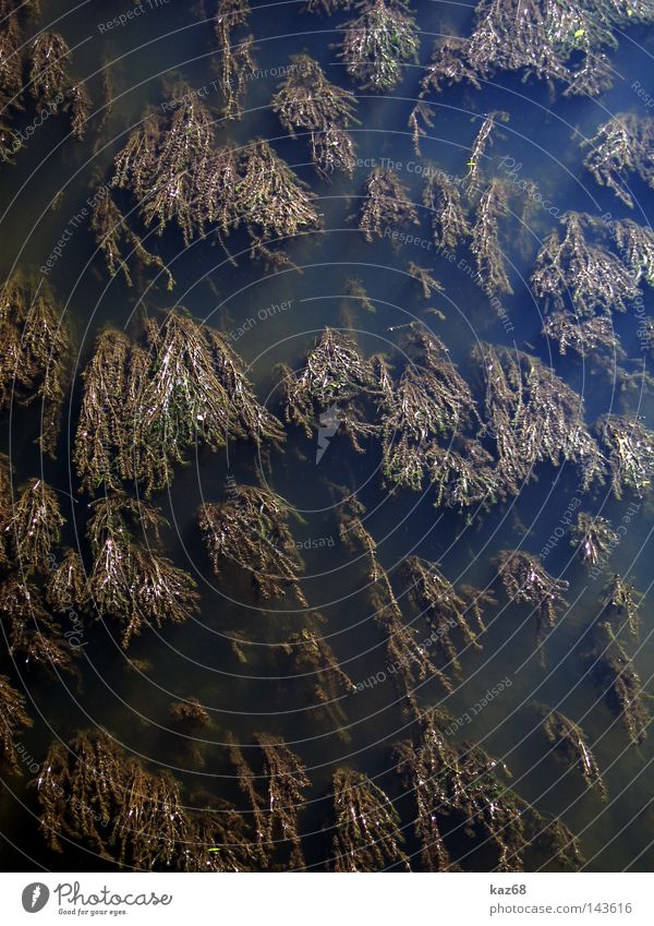 Die Lahn Wasser Pflanze Natur Fluss dunkel Wasserpflanze nass feucht trüb Gewässer Bach Vogelperspektive Detailaufnahme Bildausschnitt fließen