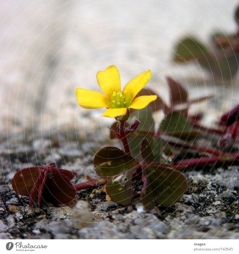Blüte Blume Klee Steinwüste Pionier einzeln Makroaufnahme Nahaufnahme Schwäche