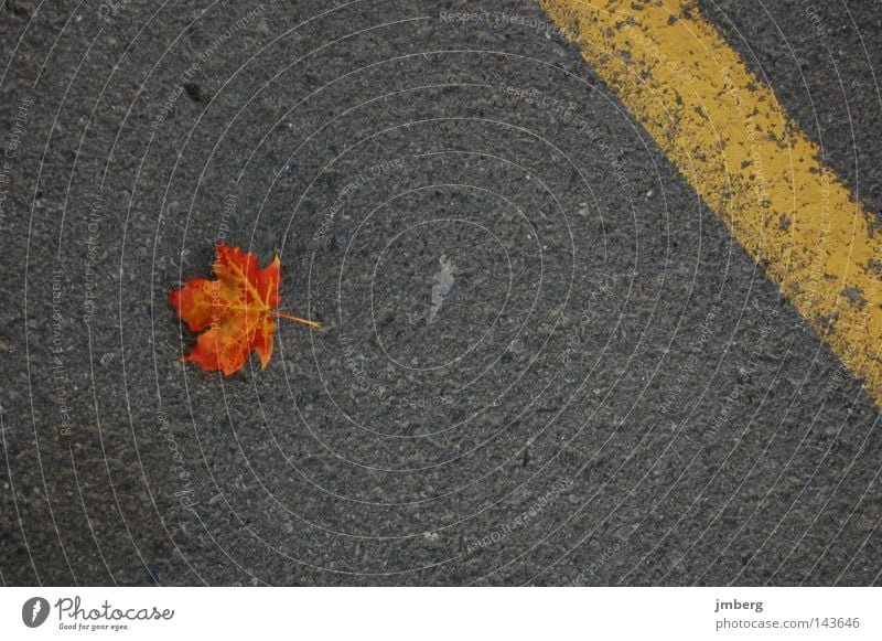 fallen Blatt Straßenbelag Asphalt Herbst gefallen braun heruntergefallen Ahorn Außenaufnahme 1 einzeln Ahornblatt Herbstlaub Herbstfärbung welk