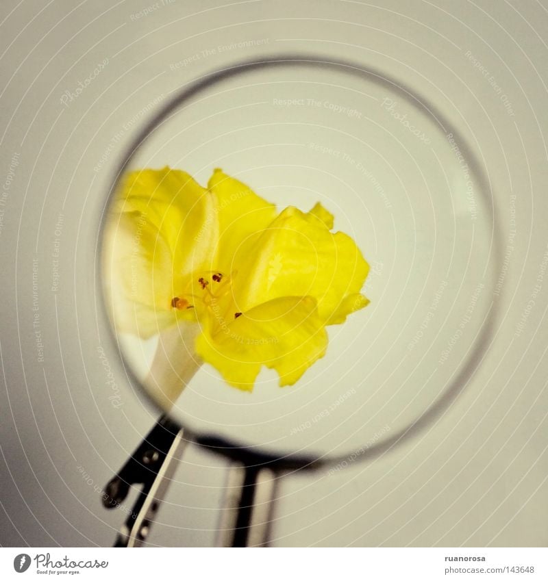 Plus Blume gelb Lupe Reifezeit zerbrechlich Linse Wachstum Blüte Glas Kristalle Pflanze vergrößert