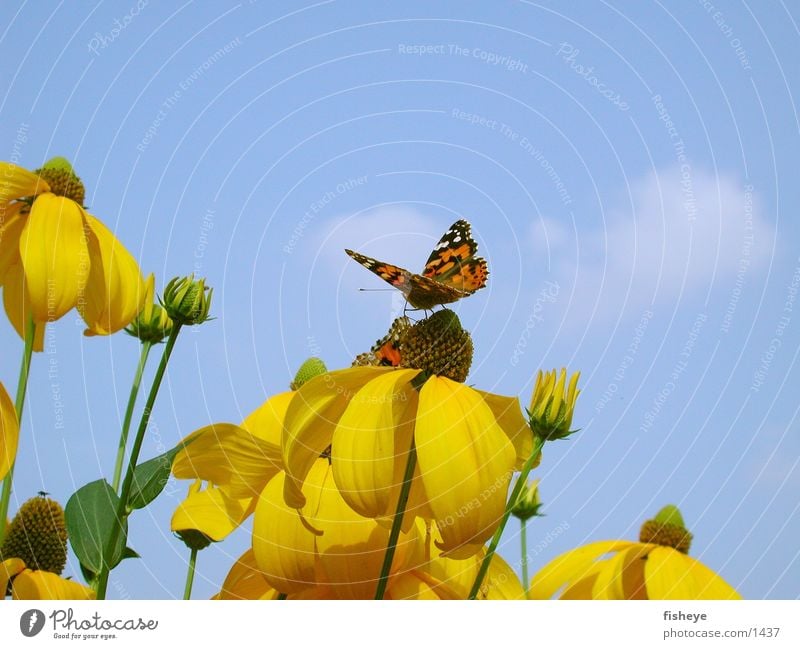 Natur im Design der 70er :) Blume Schmetterling gelb Herbstsonne Himmel blau