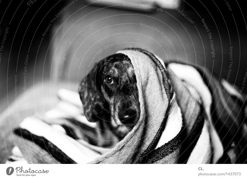 carlson Häusliches Leben Tier Haustier Hund Tiergesicht Dackel 1 Decke Neugier niedlich Tierliebe Schwarzweißfoto Innenaufnahme Menschenleer Tag