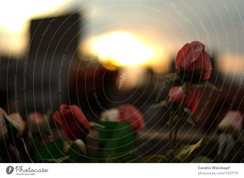 Plastic Flowers on a French graveyard. Sonnenuntergang Abendsonne rosa Rose grün Friedhof Tod verfallen Rücken Himmel Dämmerung Plastikrose Plastikrosen