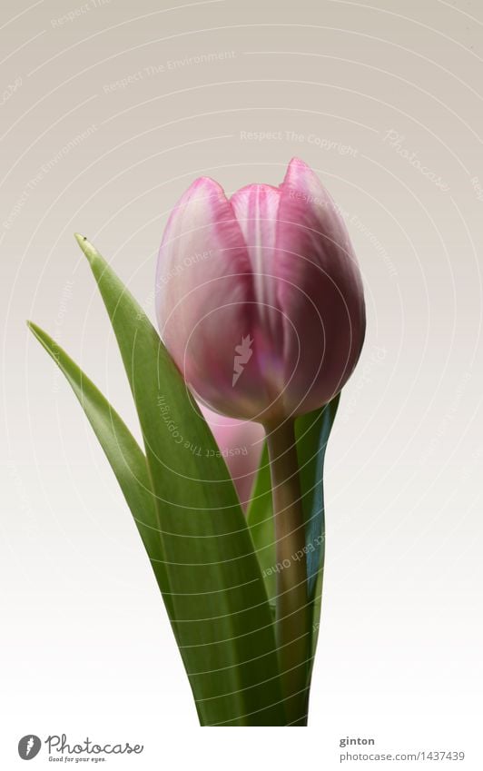 Tulpe isoliert Natur Pflanze Frühling Blume Blatt Blüte Duft frisch grün rosa Tulipa Blütenkelch Seitenprofil Profil Porträt farbintensiv rosa Blüte zarte Töne