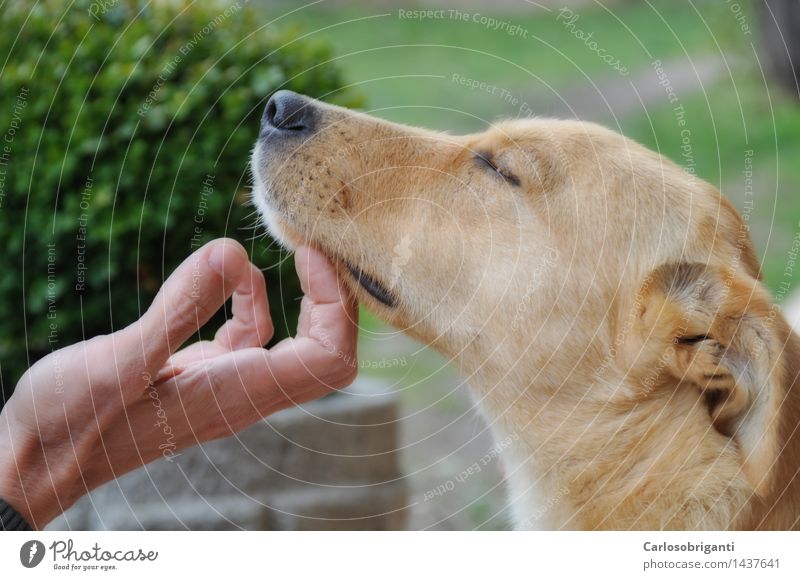 # 1437641 Haustier Hund Tier Gefühle Tierliebe friedlich Gelassenheit ruhig Partnerschaft Erholung Freundschaft Frieden Liebe Hintergrundbild Farbfoto