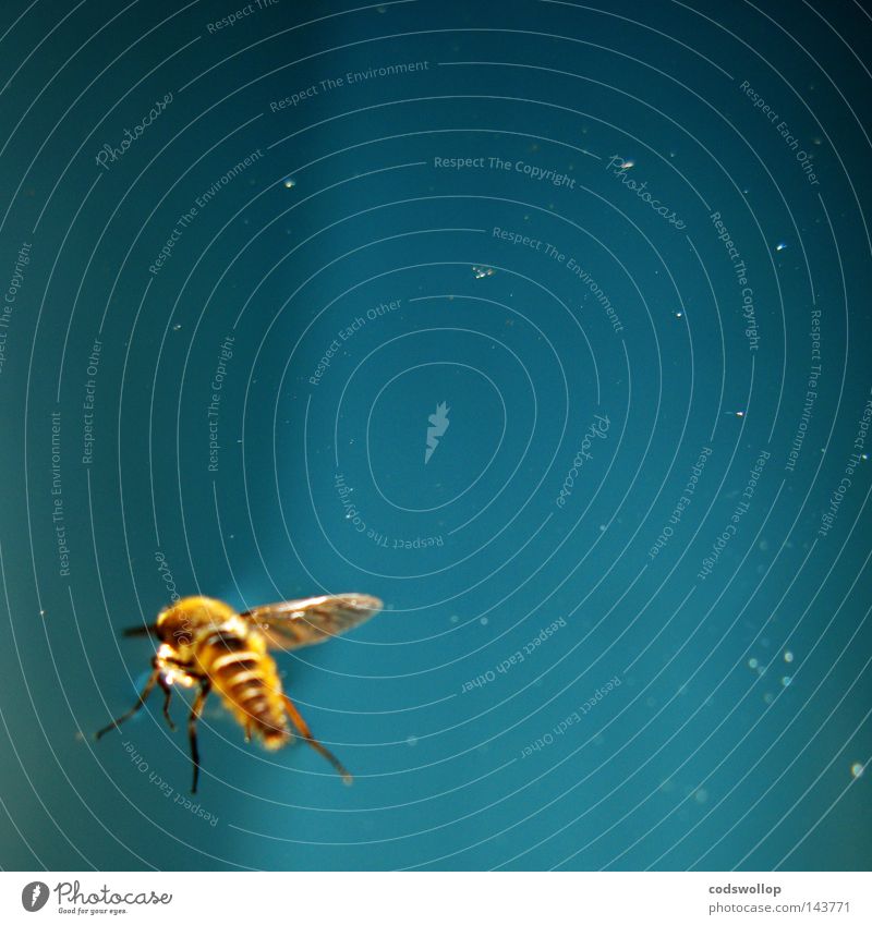 abeille Biene blau Himmel light blue sunlight flying bee Momentaufnahme