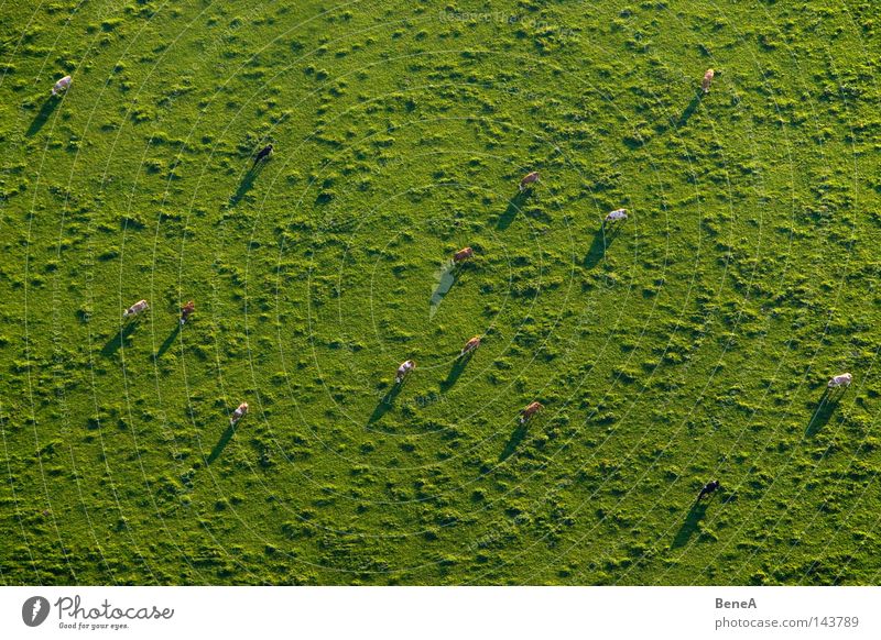 Cash Cows Kuh Kuhherde Tier Landwirtschaft Wiese grün Schatten Nutztier Gras Landschaft Landschaftsformen Vogelperspektive Luftaufnahme Herde Wirtschaft