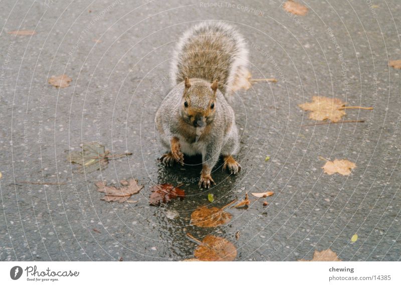 kanadisches eichhörnchen Eichhörnchen Herbst nass grau braun Tier