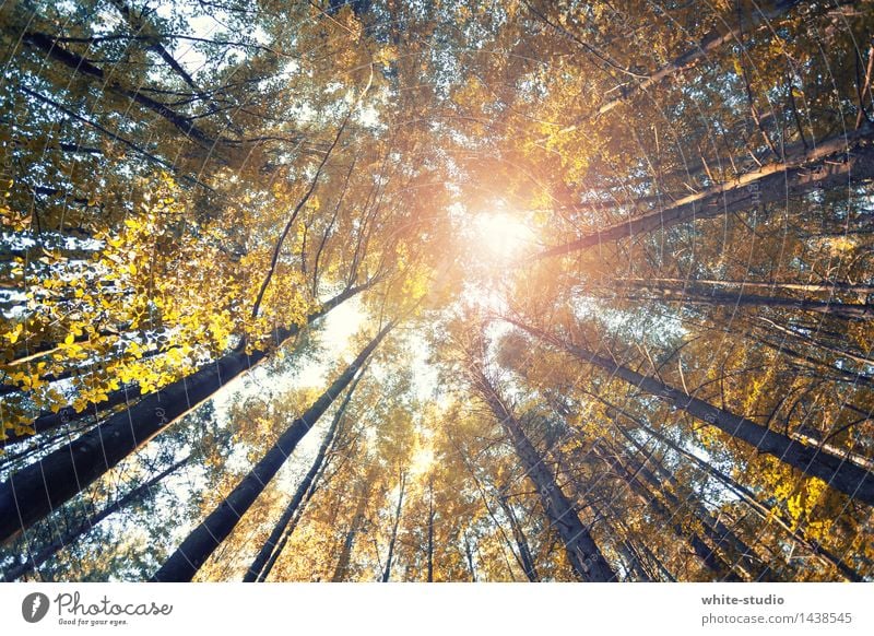 Weit hinauf! Zufriedenheit Erholung ruhig Meditation außergewöhnlich Wald Froschperspektive Waldsterben Herbst herbstlich Herbstfärbung Herbstwald Natur