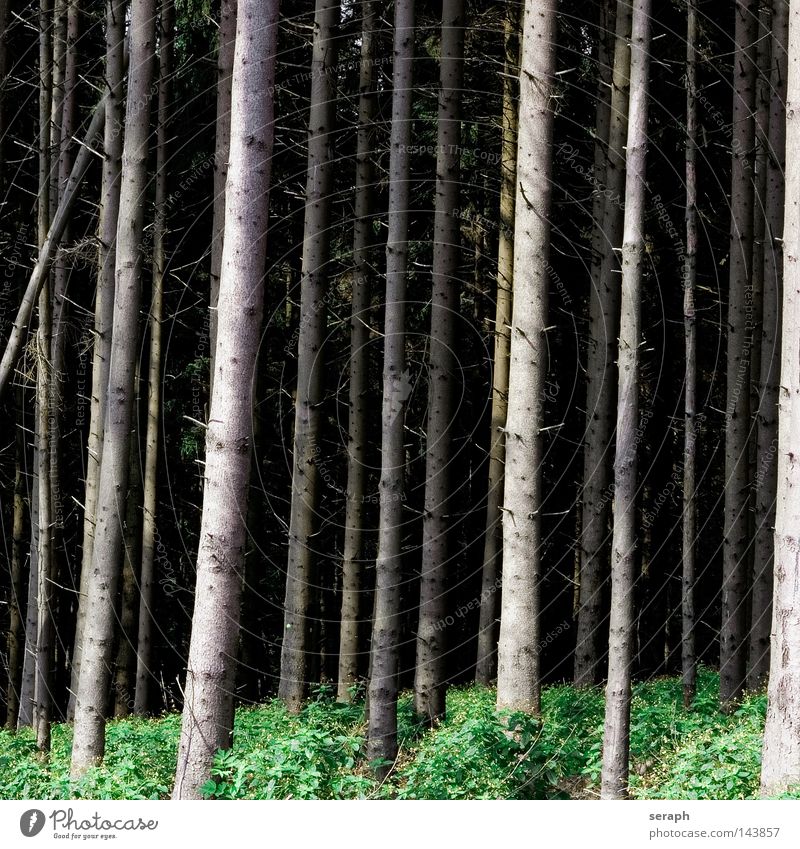 Mikado Wald Baumstamm Tanne Waldsterben Holz Unterholz vertikal Baumrinde Pflanze Abholzung abstrakt Hintergrundbild Umwelt Herbst Botanik Nadelbaum Nadelwald