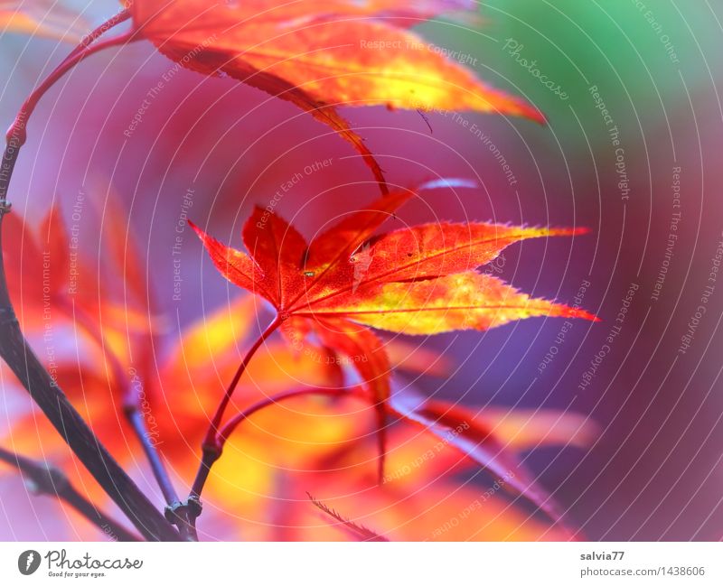 Bunter Herbst Umwelt Natur Pflanze Baum Blatt Ahornblatt Ahornzweig Herbstfärbung leuchten ästhetisch schön Wärme mehrfarbig gelb violett orange rot Stimmung