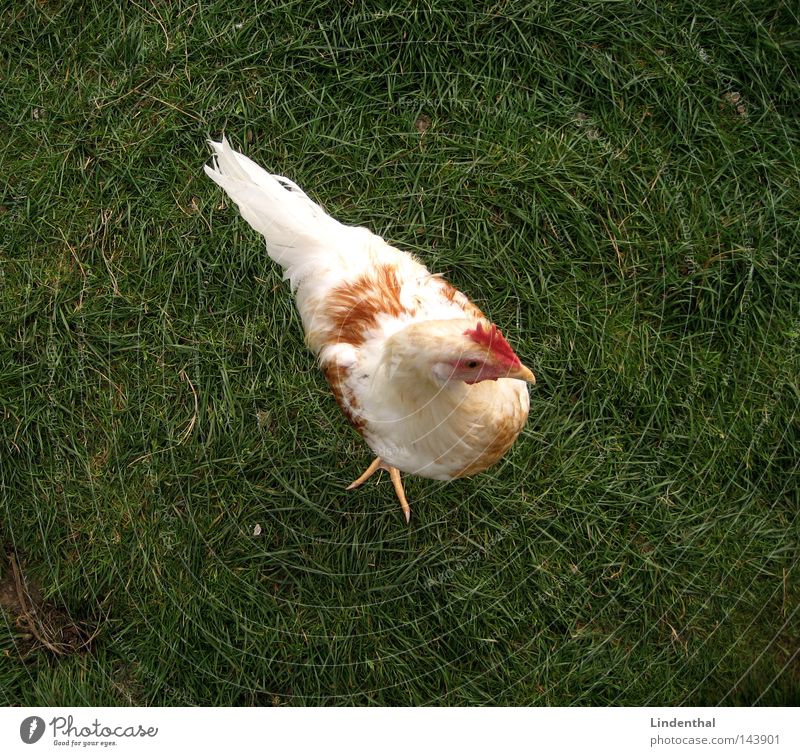 Hello again, Chick Gras grün Haushuhn Tier Krallen Hallo Vogel Ei