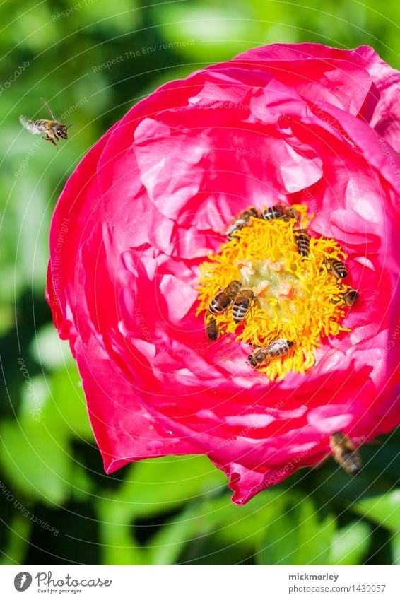 Bienenparty Honig Honigbiene Ernährung Bioprodukte Slowfood Tee Sommer Imker Umwelt Natur Pflanze Frühling Schönes Wetter Rose Nutzpflanze Garten Park Wiese