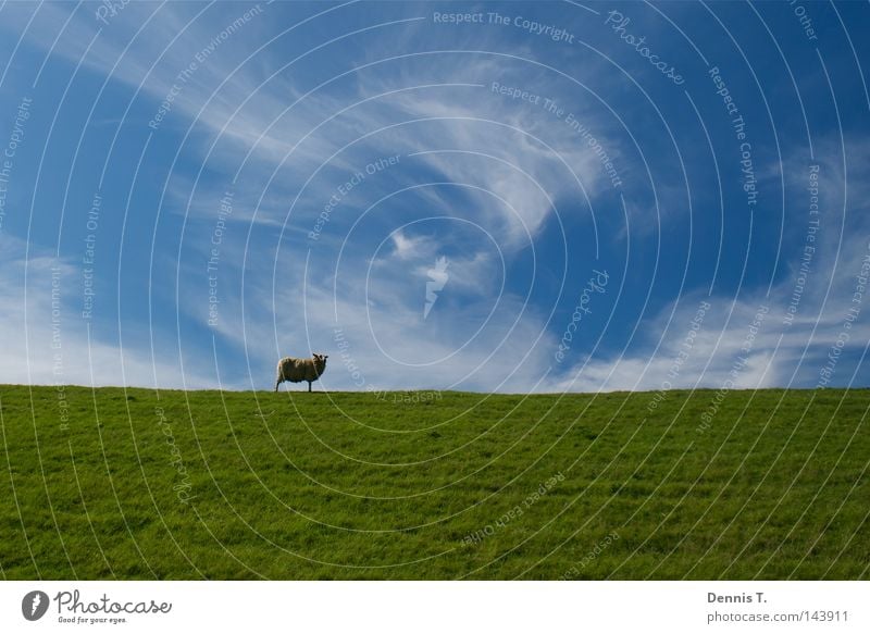 Määäh #2 Ernährung Ferne Sommer Tier Himmel Wolken Gras Wiese Feld Nordsee 1 Herde weich blau gold grün weiß Sehnsucht Schaf Deich undefined Wattenmeer Wolle