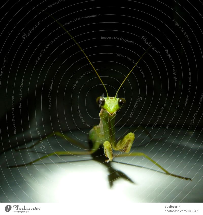 Auf zum Gebet #1 Gottesanbeterin Insekt Götter Tier grün Fühler gefangen entdecken erstaunt Angst