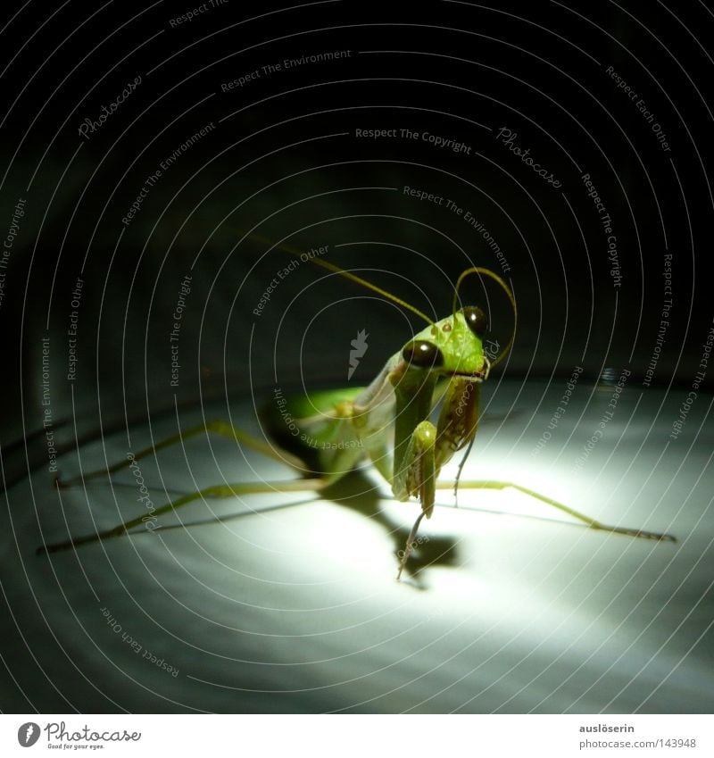 Auf zum Gebet #2 Gottesanbeterin Insekt Tier grün Fühler gefangen entdecken erstaunt Angst