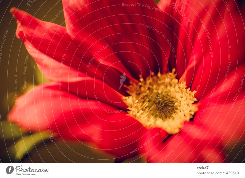 Cosmea Blume Blüte Schmuckkörbchen Blühend Duft gelb rot Blütenblatt Makroaufnahme Menschenleer Textfreiraum unten Schwache Tiefenschärfe