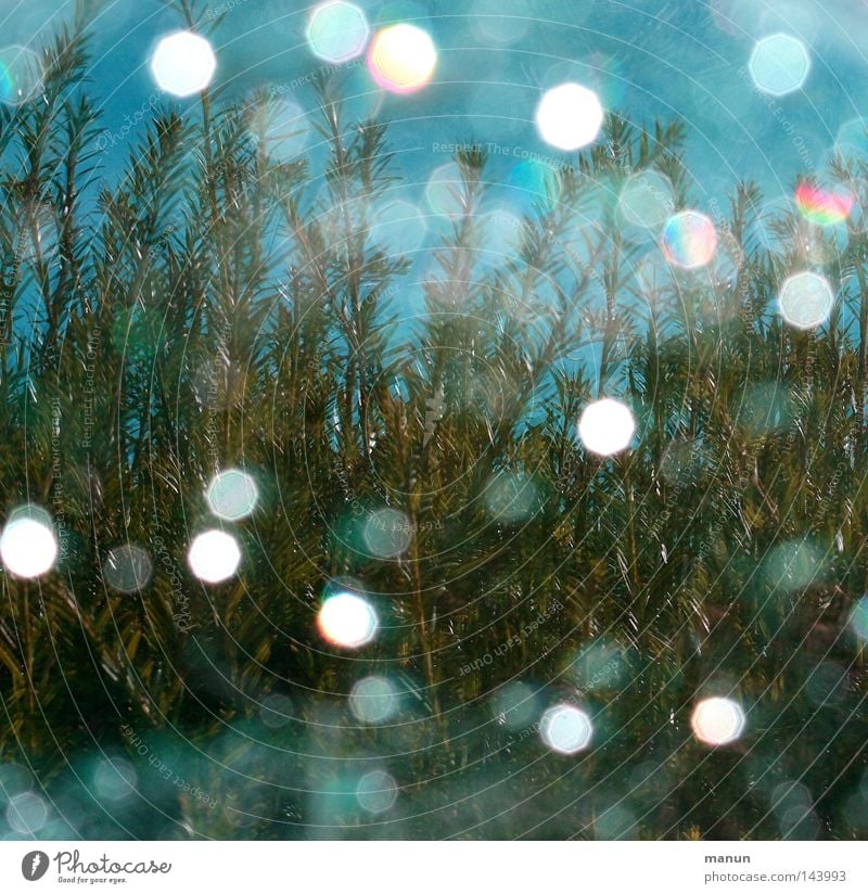 Drops Wassertropfen Regen Licht glänzend Reflexion & Spiegelung Pflanze Sträucher türkis weiß grün nass Sommer Schlauch spritzen Wasserspritzer Detailaufnahme