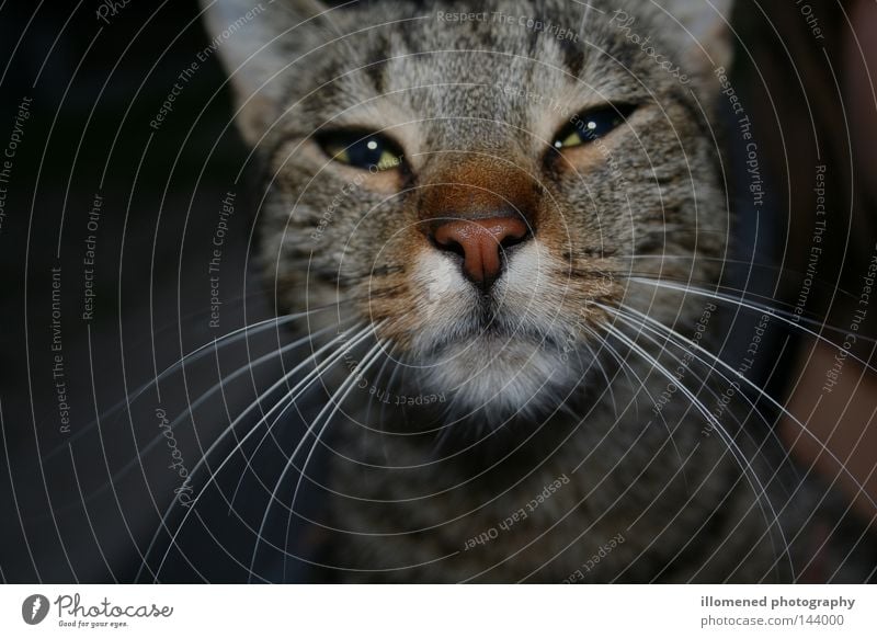 Kater Findus Katze Hauskatze verkatert Tier Haustier Fell Säugetier straßenkatze Schnurrhaar Katzenkopf Tierporträt Tiergesicht Blick in die Kamera Schnauze