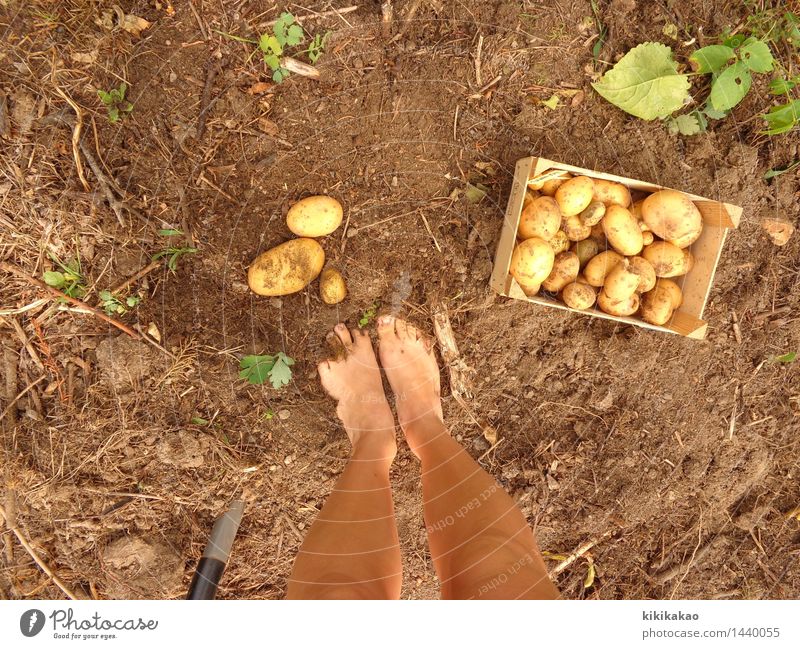 Find the Kartoffel Baby! Lebensmittel Gemüse Ernährung Bioprodukte Freizeit & Hobby Garten Gartenarbeit Landwirtschaft Forstwirtschaft Mensch Beine Fuß 1