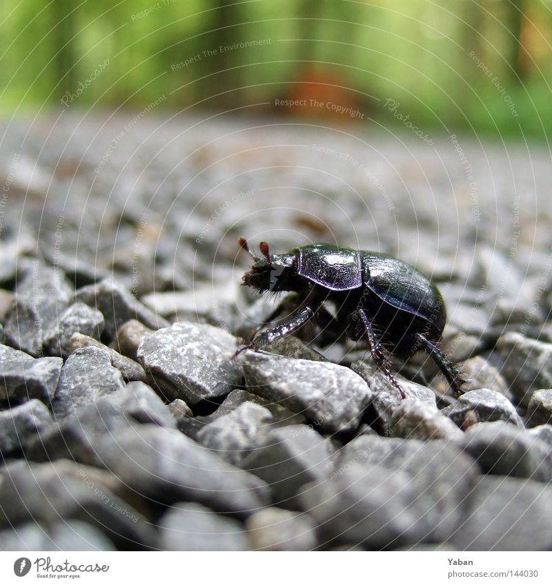 A bug's life Käfer Schwarzkäfer Insekt Kies Chitin anstrengen Makroaufnahme Nahaufnahme aufwärts unermüdlich