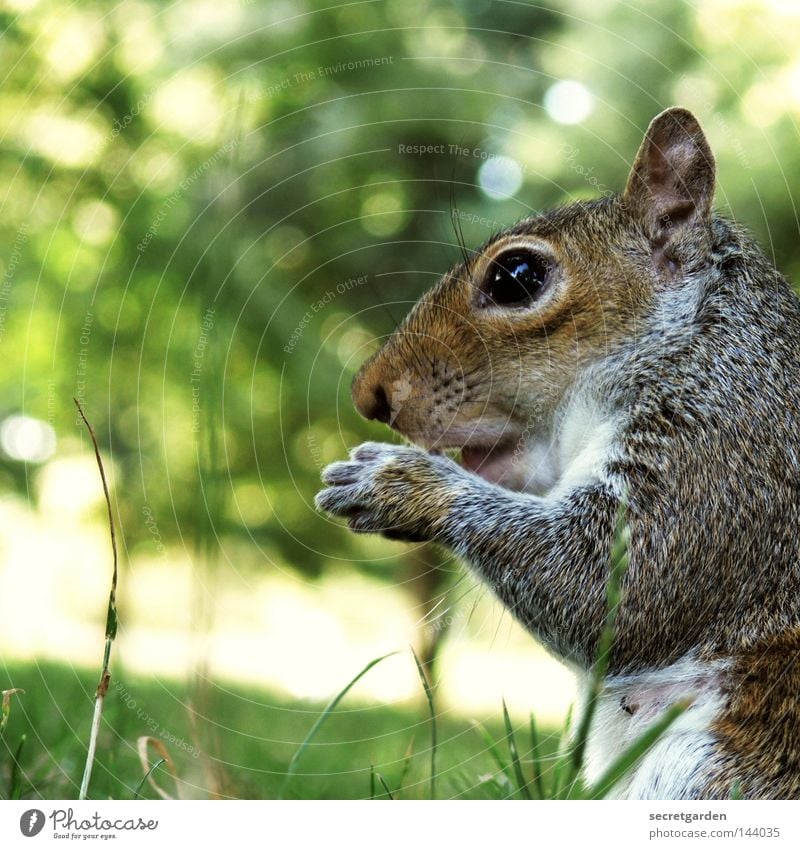 graues hörnchen Eichhörnchen Park Tier festhalten Besitz Wachsamkeit Oberkörper füttern Futter geizig Gier Geschwindigkeit grün Hintergrundbild Wunsch niedlich