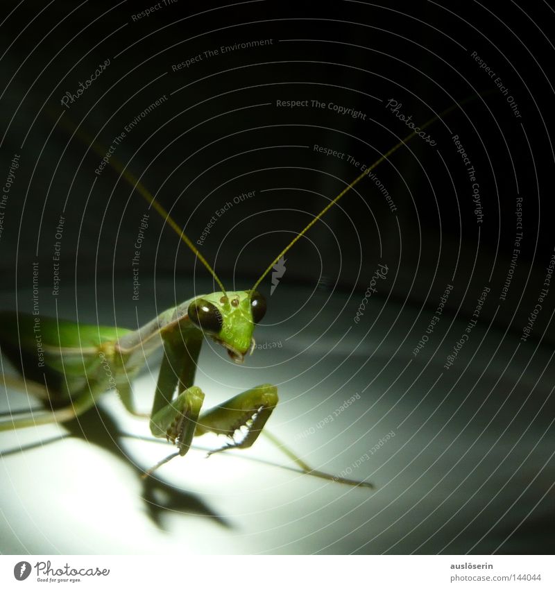 Auf zum Gebet #3 Gottesanbeterin Insekt Tier grün Fühler Glas gefangen