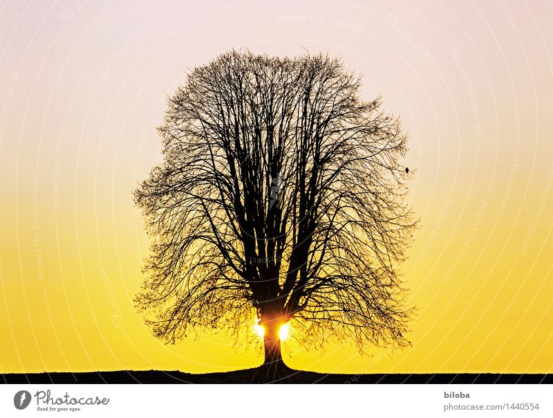 Grosser Baum im Gegenlicht eines Sonnenuntergangs mit einsamem Vogel auf Ast. Himmel Silhouette Wolkenloser Himmel Horizont Herbst Winter Linde gelb violett