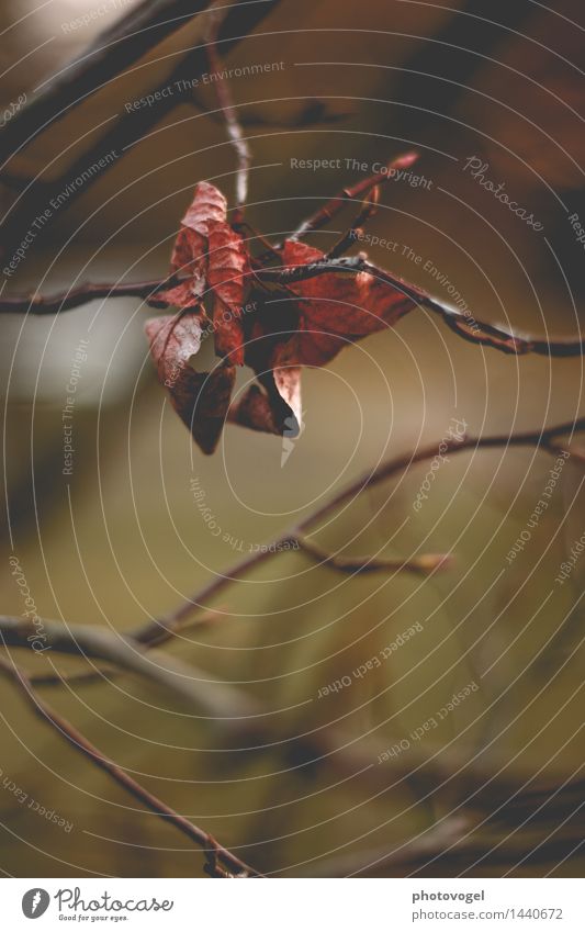Das Ende naht! Umwelt Natur Pflanze Herbst Baum Blatt verblüht dehydrieren alt authentisch braun grün rot Traurigkeit Vergänglichkeit Farbfoto Außenaufnahme