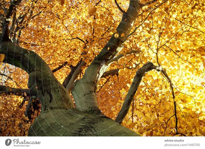Lebensabend Natur Baum orange Herbst herbstlich Lebensenergie Verkehrswege Herbstfärbung Ruhestand Farbfoto Außenaufnahme