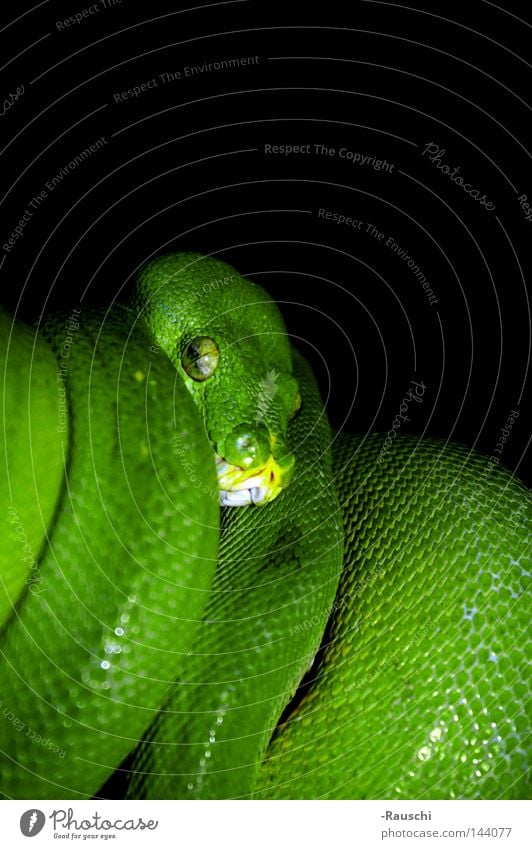 Grüner Baumphyton Grüner Baumpython Schlange gefährlich grün Zoo Phyton bedrohlich auf der Lauer Tier Reptil auf Bäumen