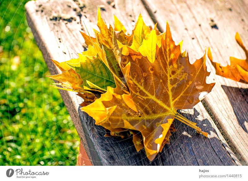 herbstlich verfärbte Blätter Natur Pflanze Herbst Blatt glänzend hell trocken gelb rosa rot farbig prächtig Bank Holzbank Parkbank Brett Jahreszeiten Farbe