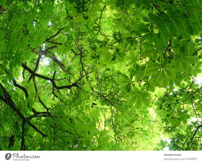Grün für Anfänger Blatt Baum Geäst Sommer grün Laubbaum Blätterdach Kastanienbaum aufgeblickt Astwerk kränkelnde Kastanie Nackensteife nach dem Knipsen