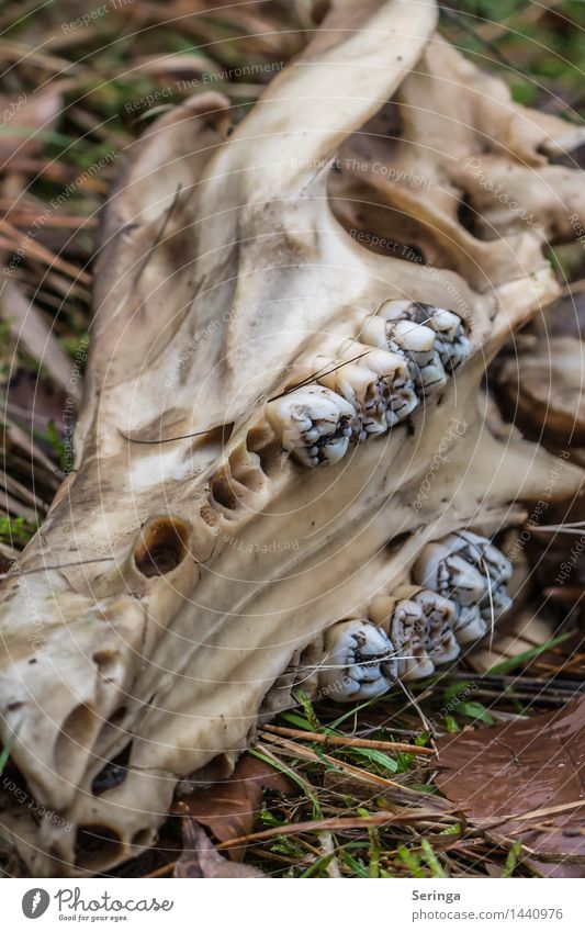 Schädel im Wald Natur Landschaft Pflanze Tier Fährte 1 beobachten Tierknochen Tierschädel Farbfoto mehrfarbig Außenaufnahme Detailaufnahme Menschenleer Tag