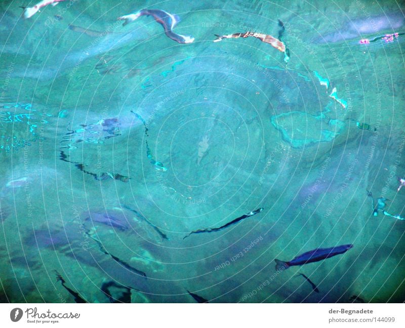 frische Fische Wasser Fischschwarm Verzerrung blau-grün Wellen Wasseroberfläche unklar Unschärfe Rätsel abstrakt diffus Meer