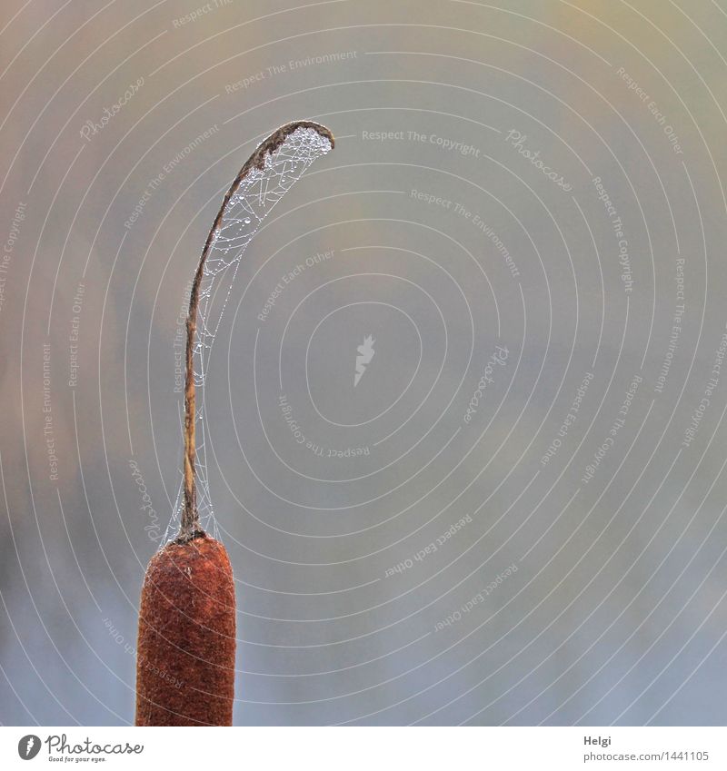 Helgiland II | Spinnereien überall... Umwelt Natur Pflanze Wassertropfen Herbst Nebel Rohrkolben Moor Sumpf Spinnennetz stehen außergewöhnlich einzigartig kalt