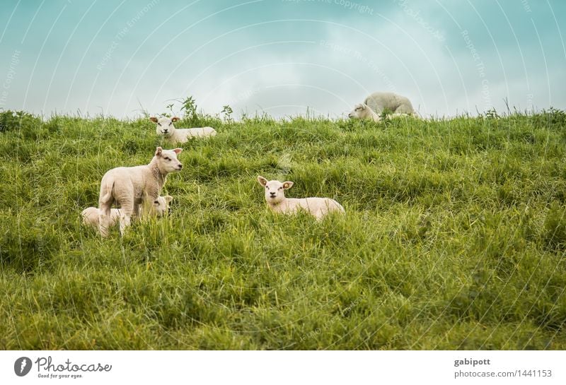 Warten auf Ostern Feste & Feiern Umwelt Natur Landschaft Himmel Frühling Schönes Wetter Gras Wiese Feld Tier Nutztier Schaf Lamm Schafherde Tiergruppe Herde
