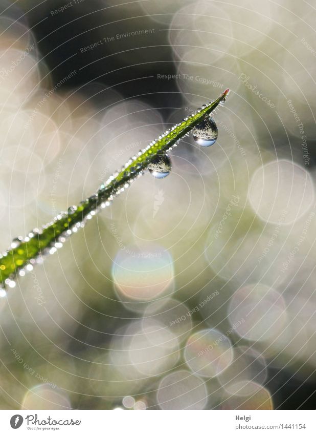 Helgiland II | 1200... Natur Pflanze Wassertropfen Herbst Schönes Wetter Gras Grünpflanze Halm Wiese glänzend hängen leuchten ästhetisch außergewöhnlich frisch
