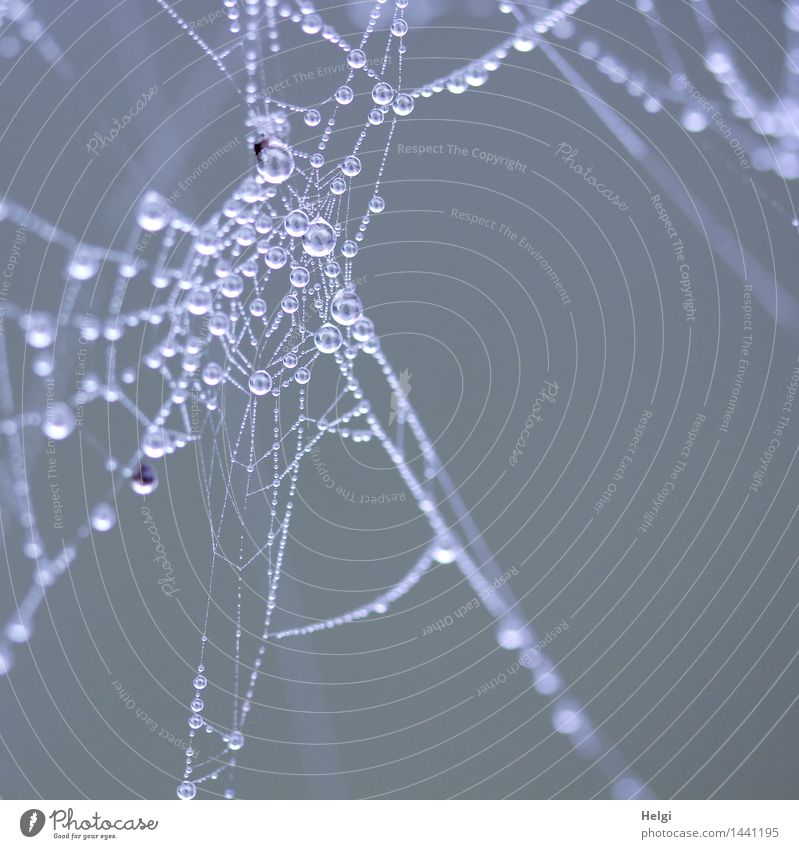 Helgiland II | Perlen... Umwelt Natur Wassertropfen Herbst Nebel Moor Sumpf Spinnennetz hängen ästhetisch authentisch außergewöhnlich einzigartig kalt klein