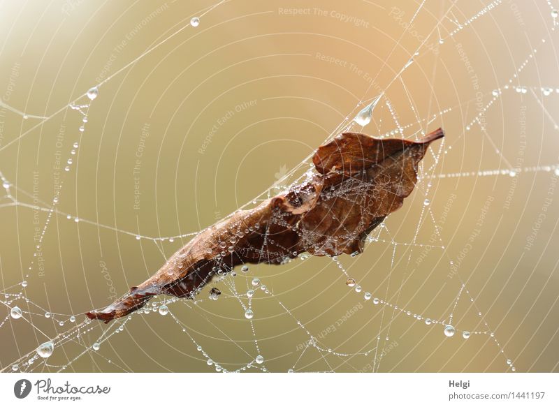Helgiland II | eingesponnen... Umwelt Natur Wassertropfen Herbst Blatt Moor Sumpf Spinnennetz hängen authentisch außergewöhnlich kalt nass natürlich braun grau
