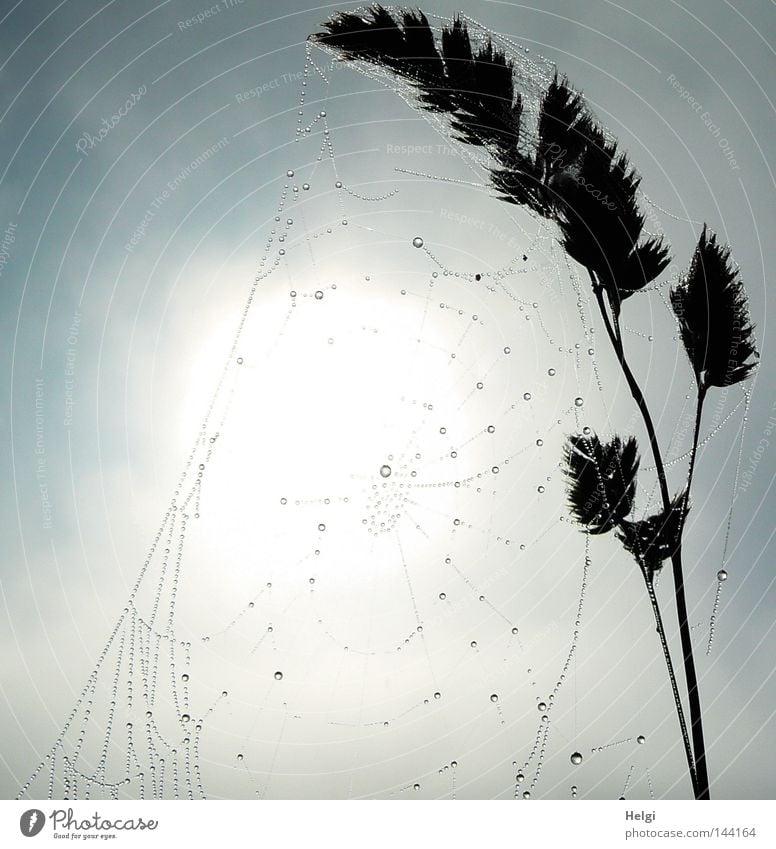Spinnennetz mit Tropfen an einem Grashalm im Gegenlicht Spinngewebe spinnen mehrere lang dünn Halm Samen Wasser Wassertropfen Tau Nebel Morgen bizarr Licht