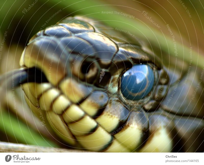 Deine blauen Augen....: Ringelnatter (Natrix natrix) Schlange Blick Natter züngeln Tier Makroaufnahme Nahaufnahme barrenringelnatter Schuppentier