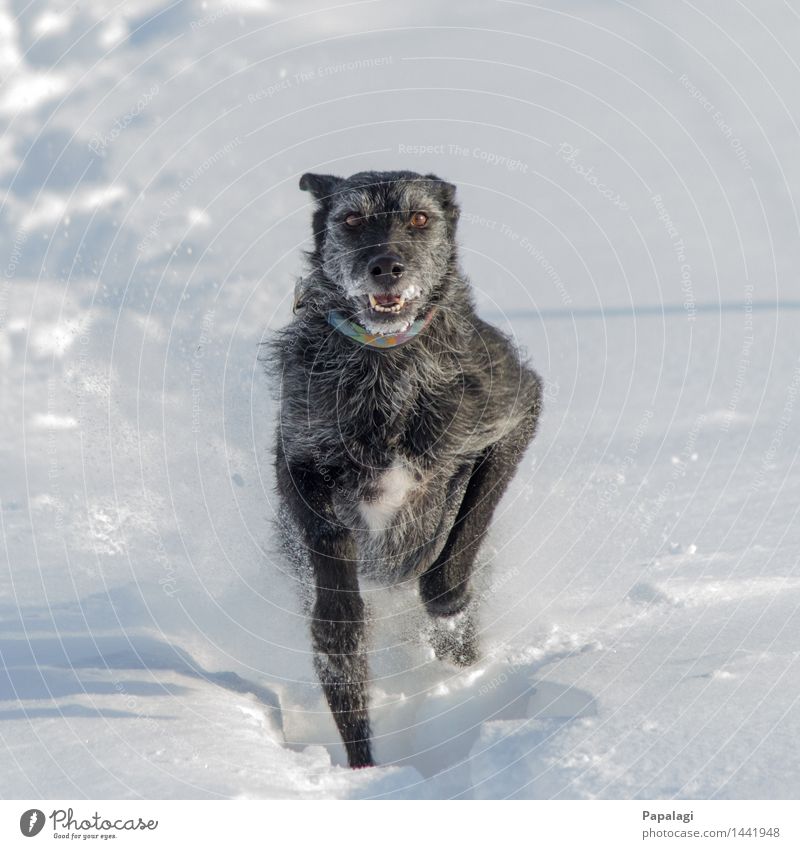 Glücklicher Hund I Natur Winter Schnee Tier Haustier 1 laufen rennen springen ästhetisch natürlich schön sportlich Freude Kraft Tierliebe Bewegung Fröhlichkeit