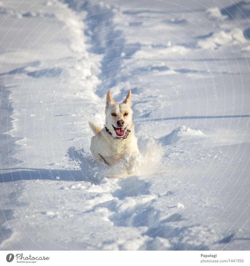 Glücklicher Hund II Tier Haustier 1 Natur Winter Schnee laufen rennen springen ästhetisch natürlich schön sportlich Freude Kraft Tierliebe Bewegung Fröhlichkeit