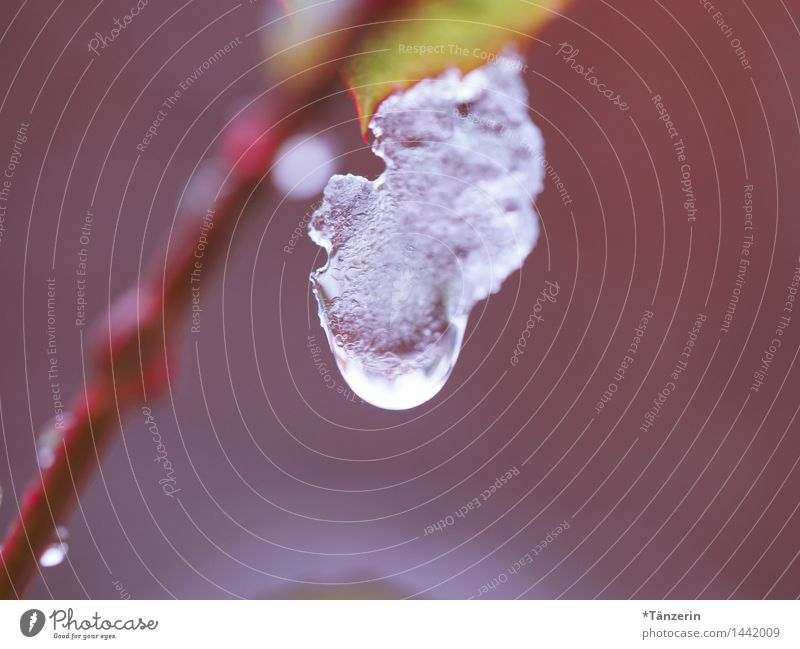 frozen drop Natur Pflanze Wassertropfen Winter Eis Frost Schnee Sträucher Blatt ästhetisch frisch schön violett Farbfoto mehrfarbig Außenaufnahme Makroaufnahme