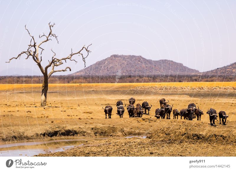 AFRIKA Tier Wildtier Büffel Tiergruppe Herde Stein Sand Fährte gehen laufen blau braun gelb orange Tierliebe Zusammenhalt Farbfoto Außenaufnahme Morgen Tag