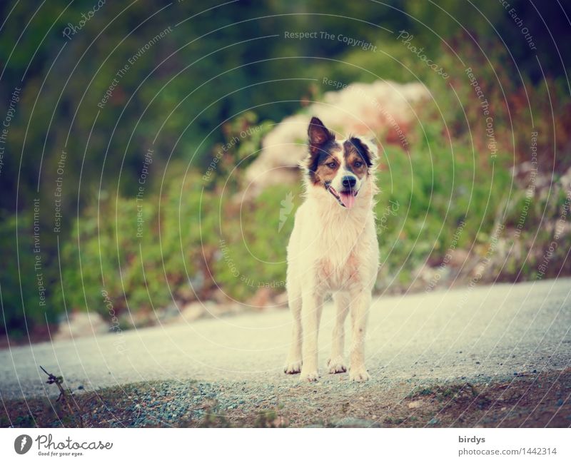 Lauscher Landschaft Sommer Schönes Wetter Straße Haustier Hund Mischling 1 Tier beobachten hören Blick ästhetisch frei Freundlichkeit Gesundheit lustig Neugier