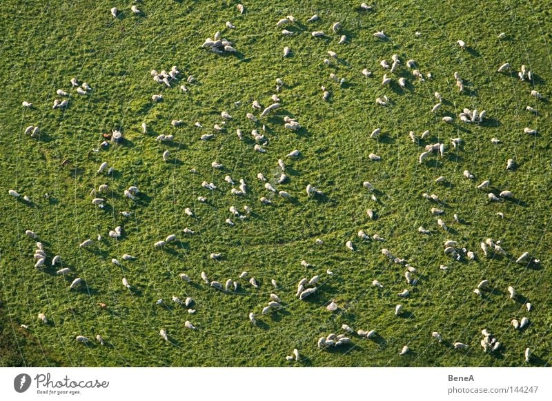 Schafe Lebensmittel Ernährung Arbeit & Erwerbstätigkeit Wirtschaft Landwirtschaft Forstwirtschaft Handel Natur Landschaft Tier Gras Wiese Feld Nutztier Herde